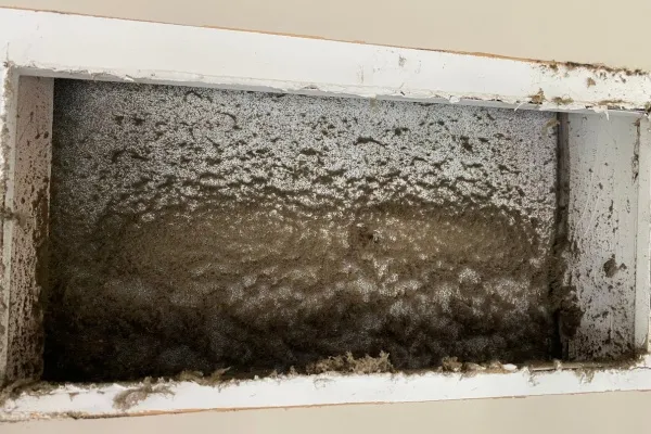 Black mold found in HVAC system revealing potential health hazards in New Jersey homes Black mold found in HVAC system revealing potential health hazards in New Jersey homes